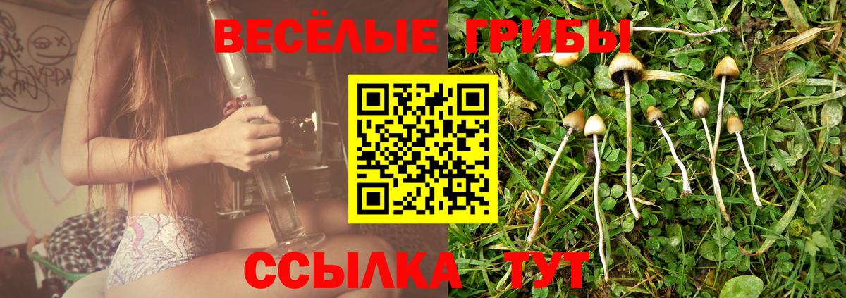 Сызрань  Псилоцибиновые грибы Psilocybe  Вход с VPN 